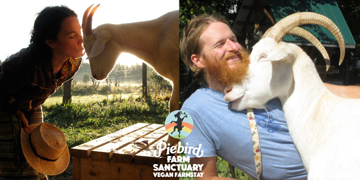 Sunshine, Goat friend @ Piebird Farm Sanctuary